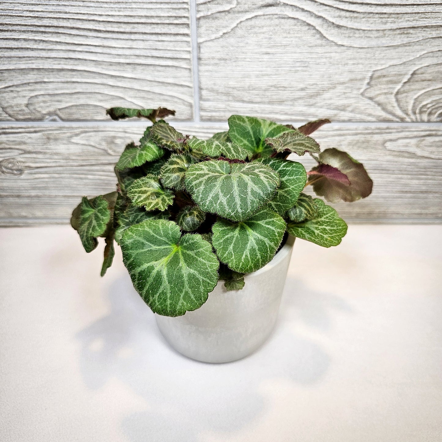 Strawberry Begonia 4"
