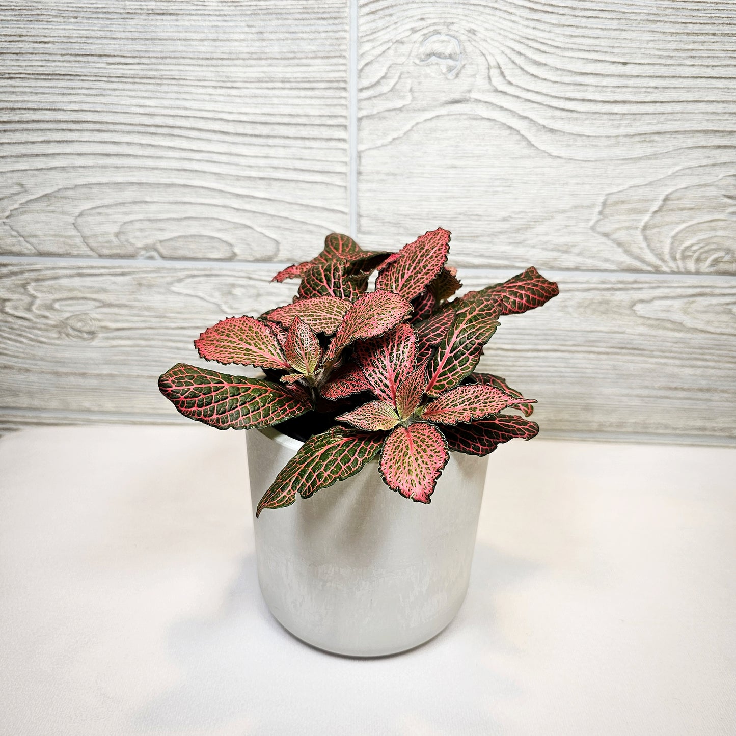 Fittonia Janita Red 4"