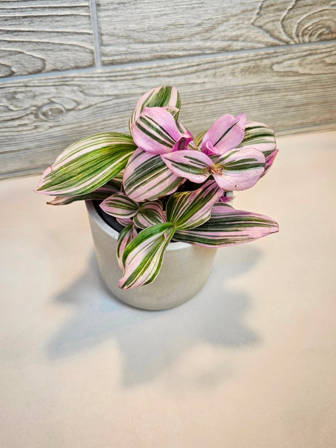 Tradescantia Nanouk 4"