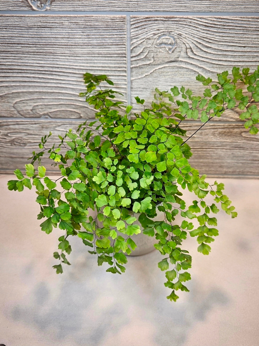 Fragrans Maidenhair Fern 4"