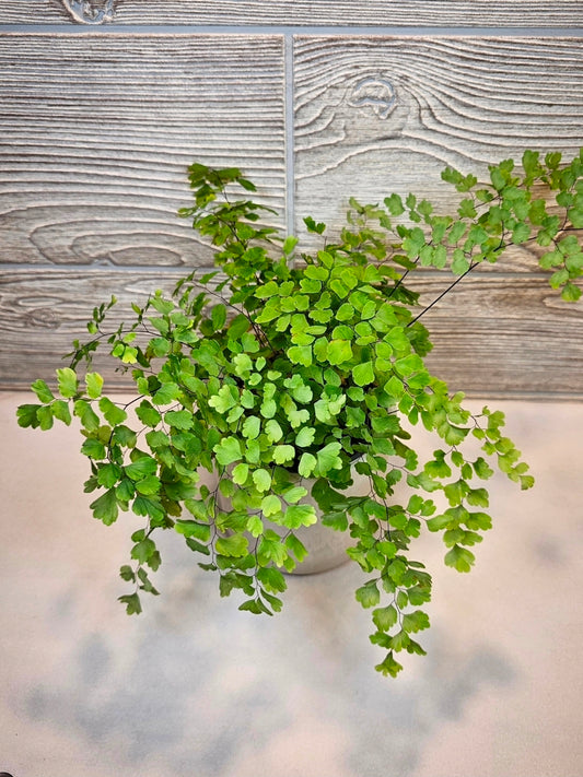 Fragrans Maidenhair Fern 4"