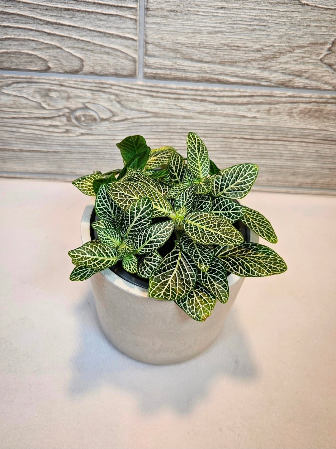 Fittonia White Vein 4"