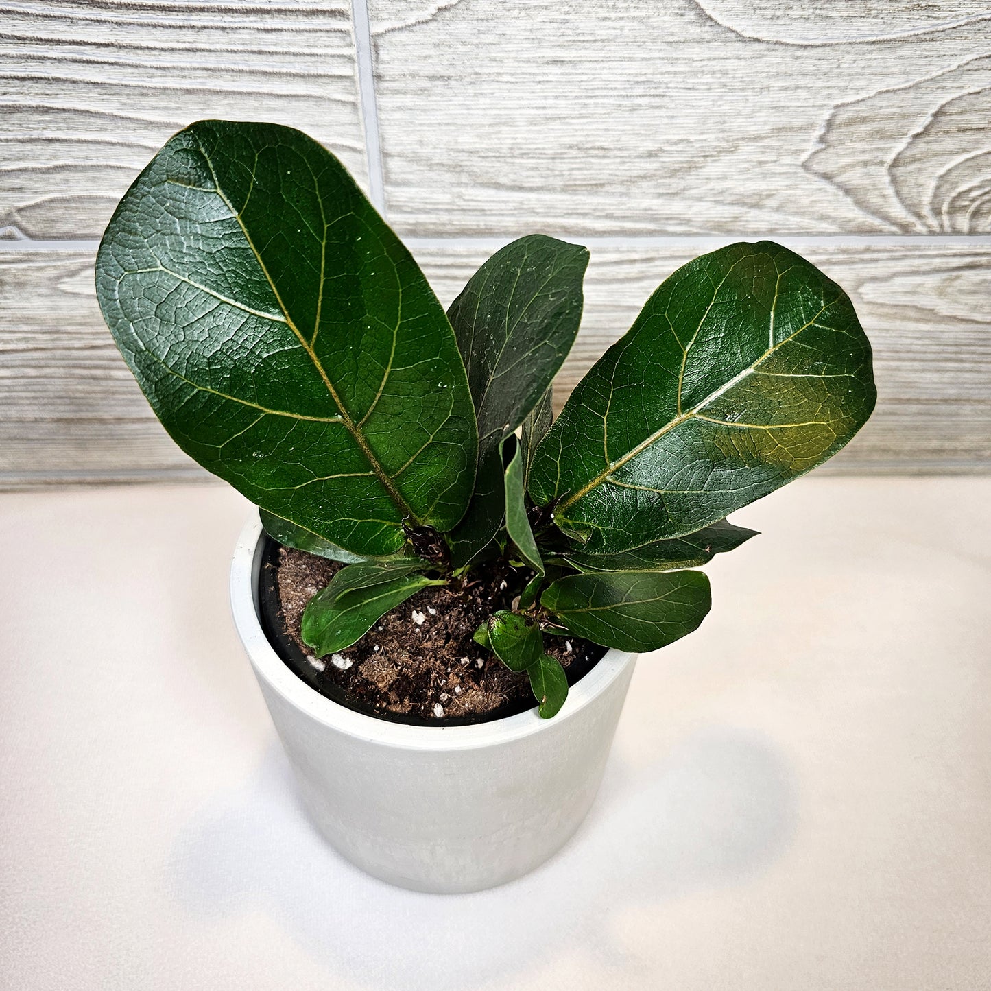Ficus Fiddle Leaf Fig 4"