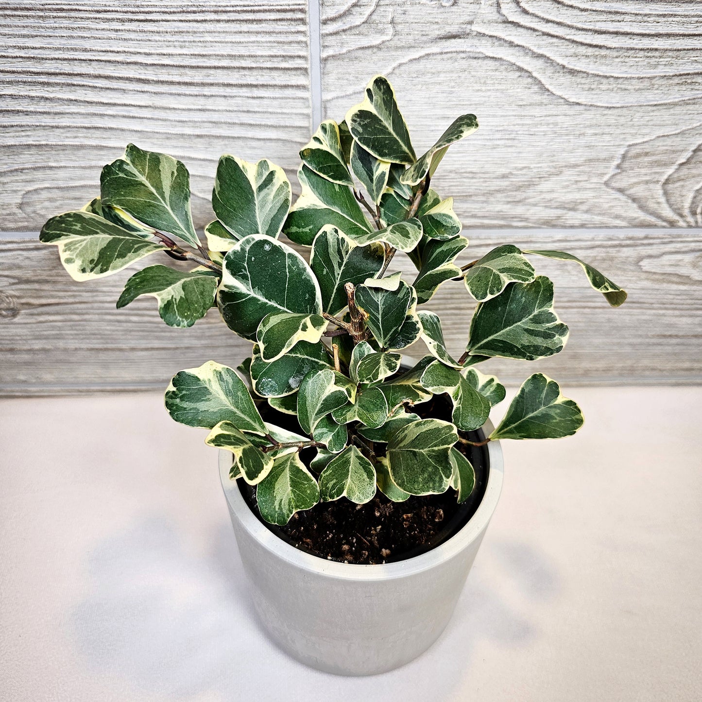 Ficus Triangularis Variegated 4"