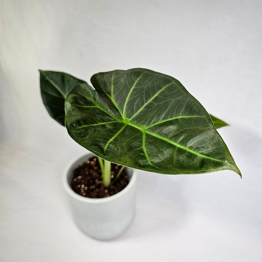 Alocasia Regal Shield 4"
