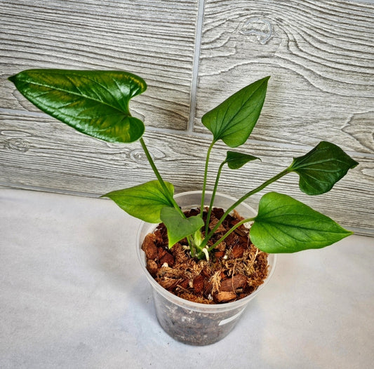 Anthurium Lentii 5" (074)