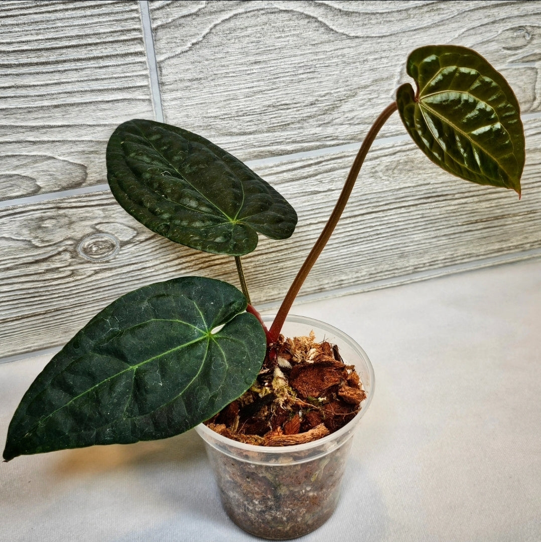Anthurium Raven Soul 4" (008)