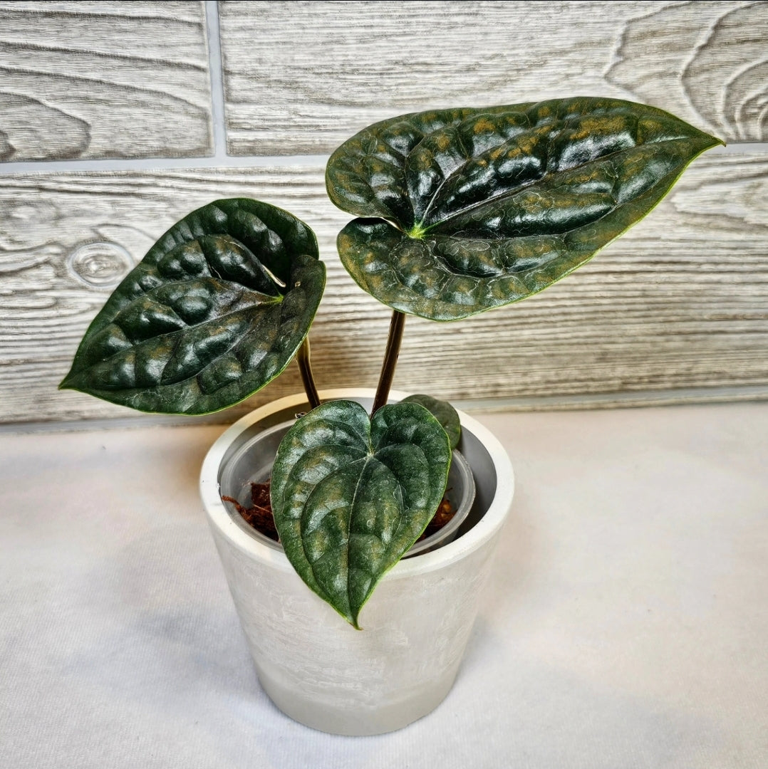 Anthurium Luxurians (130)