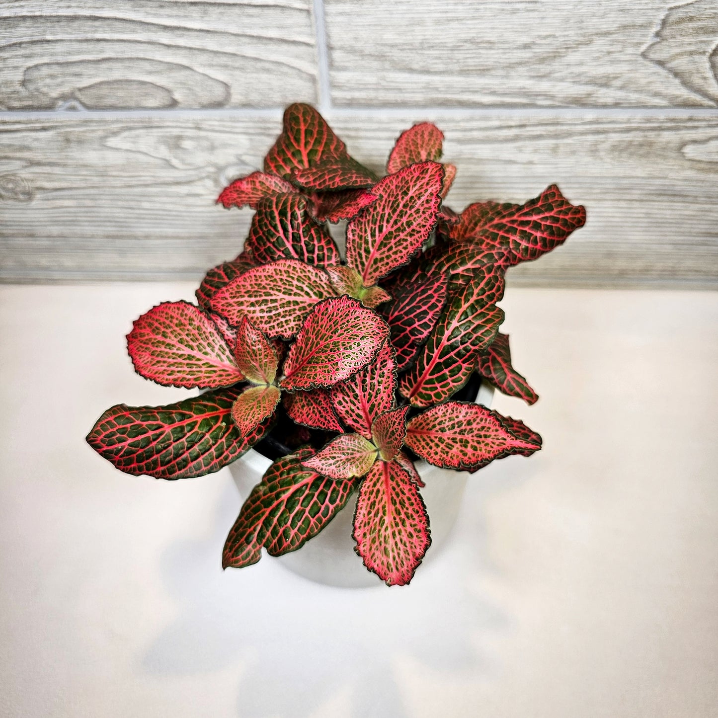 Fittonia Janita Red 4"