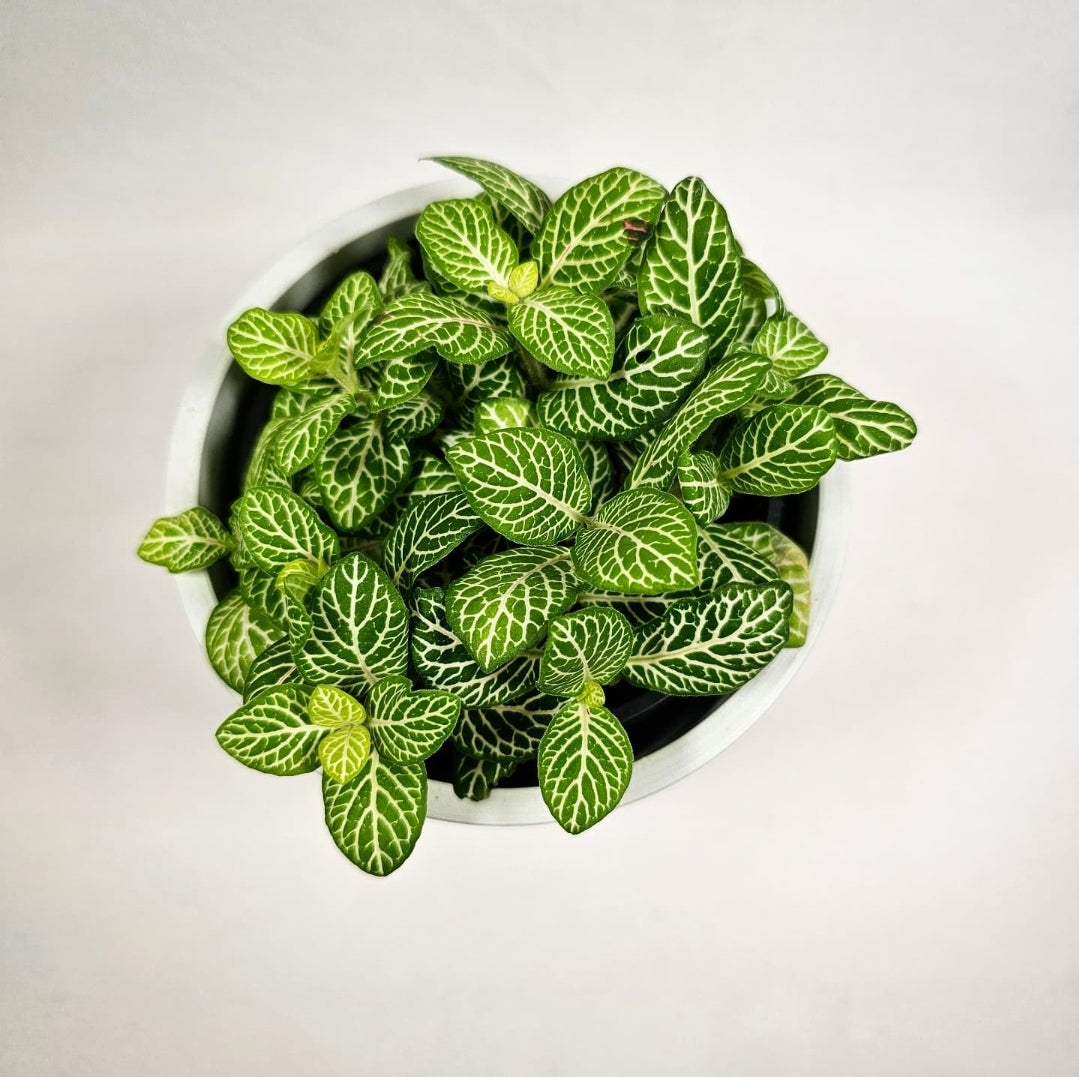 Fittonia Joly Lemon 4"