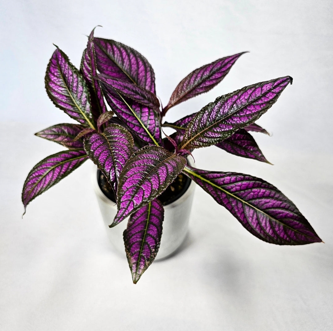 Persian Shield 4"