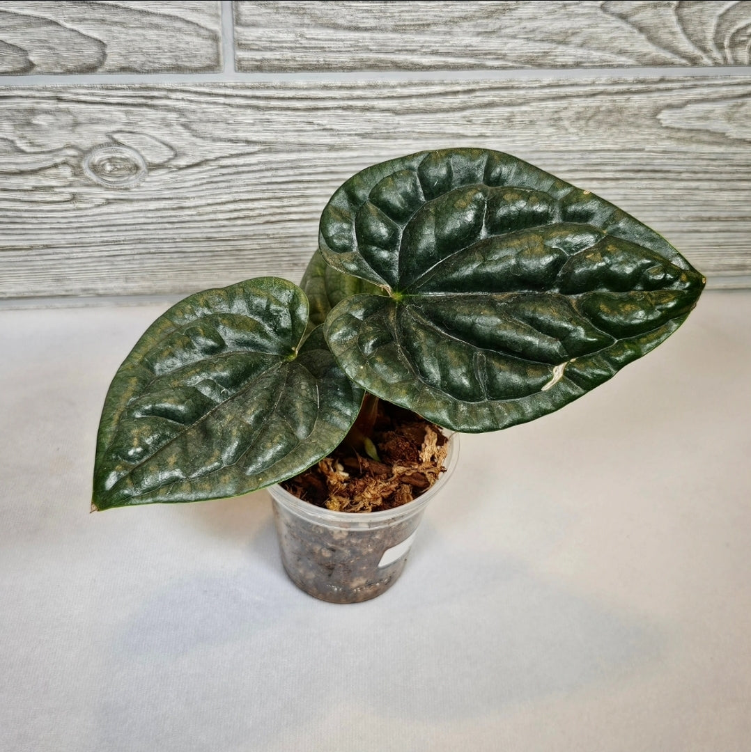 Anthurium Luxurians (138)