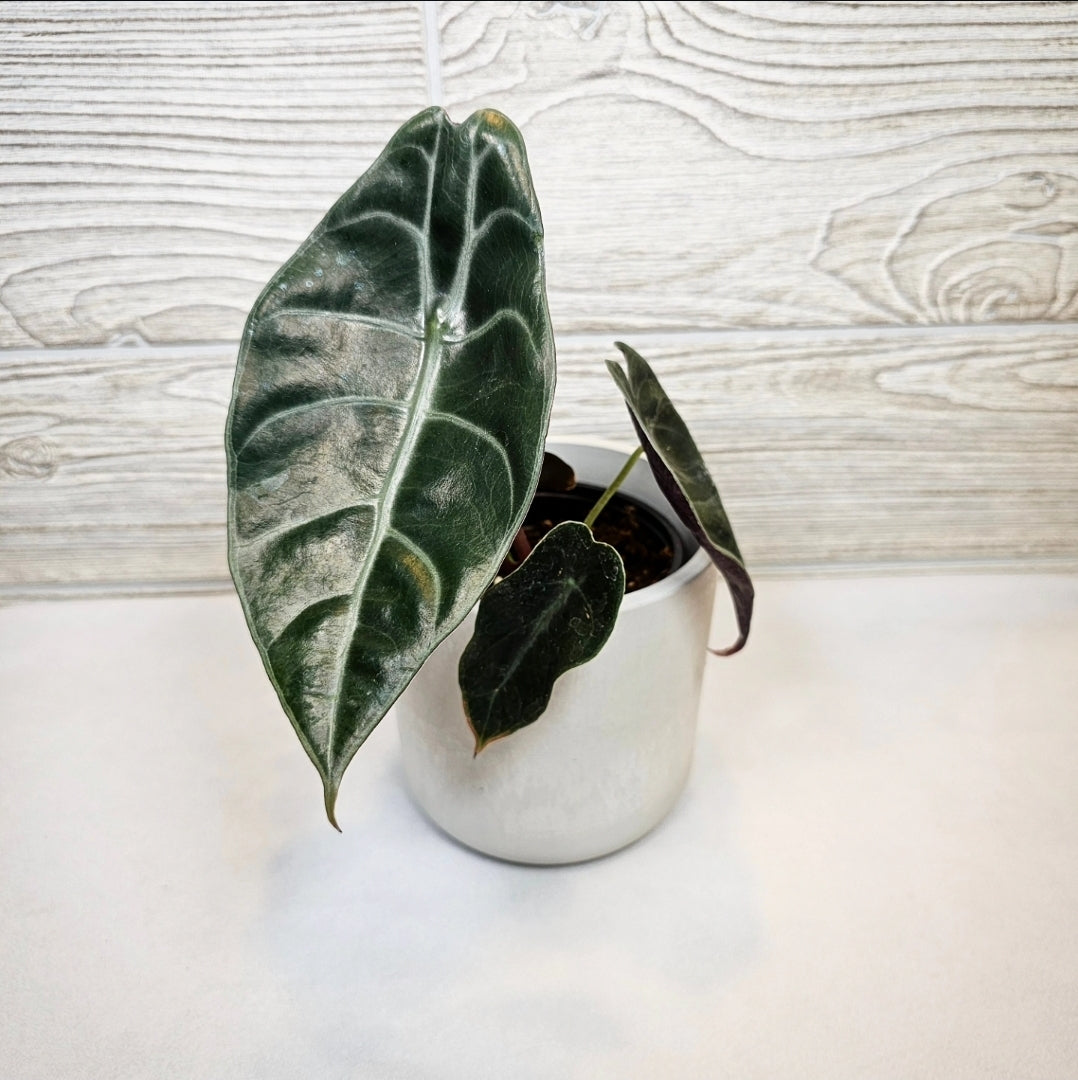 Alocasia Watsoniana 4"