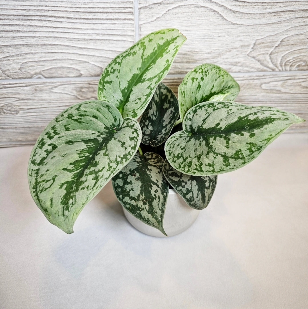 Scindapsus Silver Splash 4"