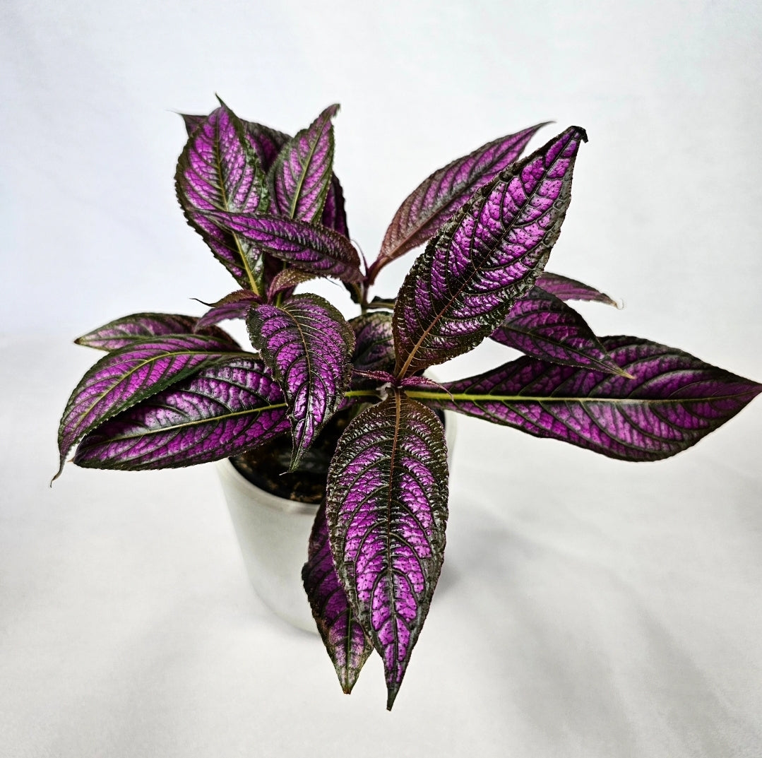 Persian Shield 4"
