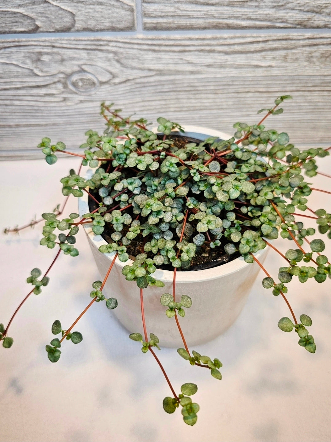 Pilea Baby Tears Silver 4"