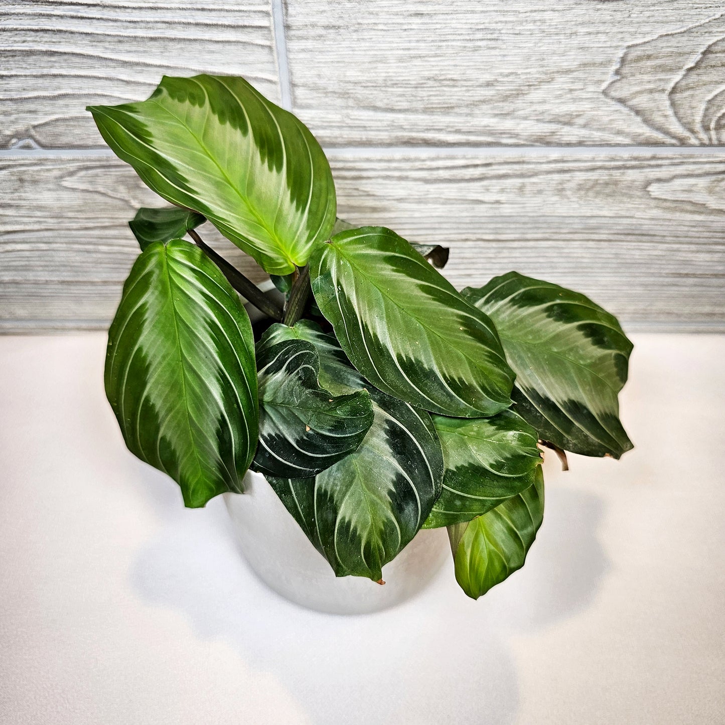 Silver Band Maranta 4"