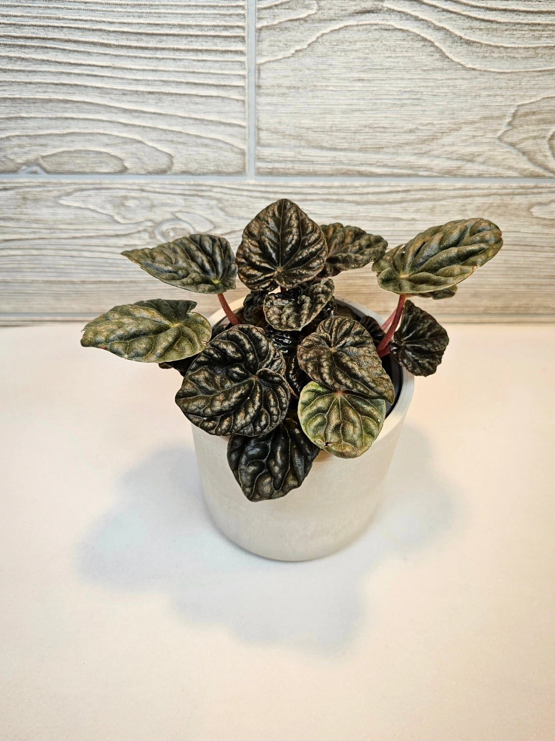 Peperomia Ripple 4"