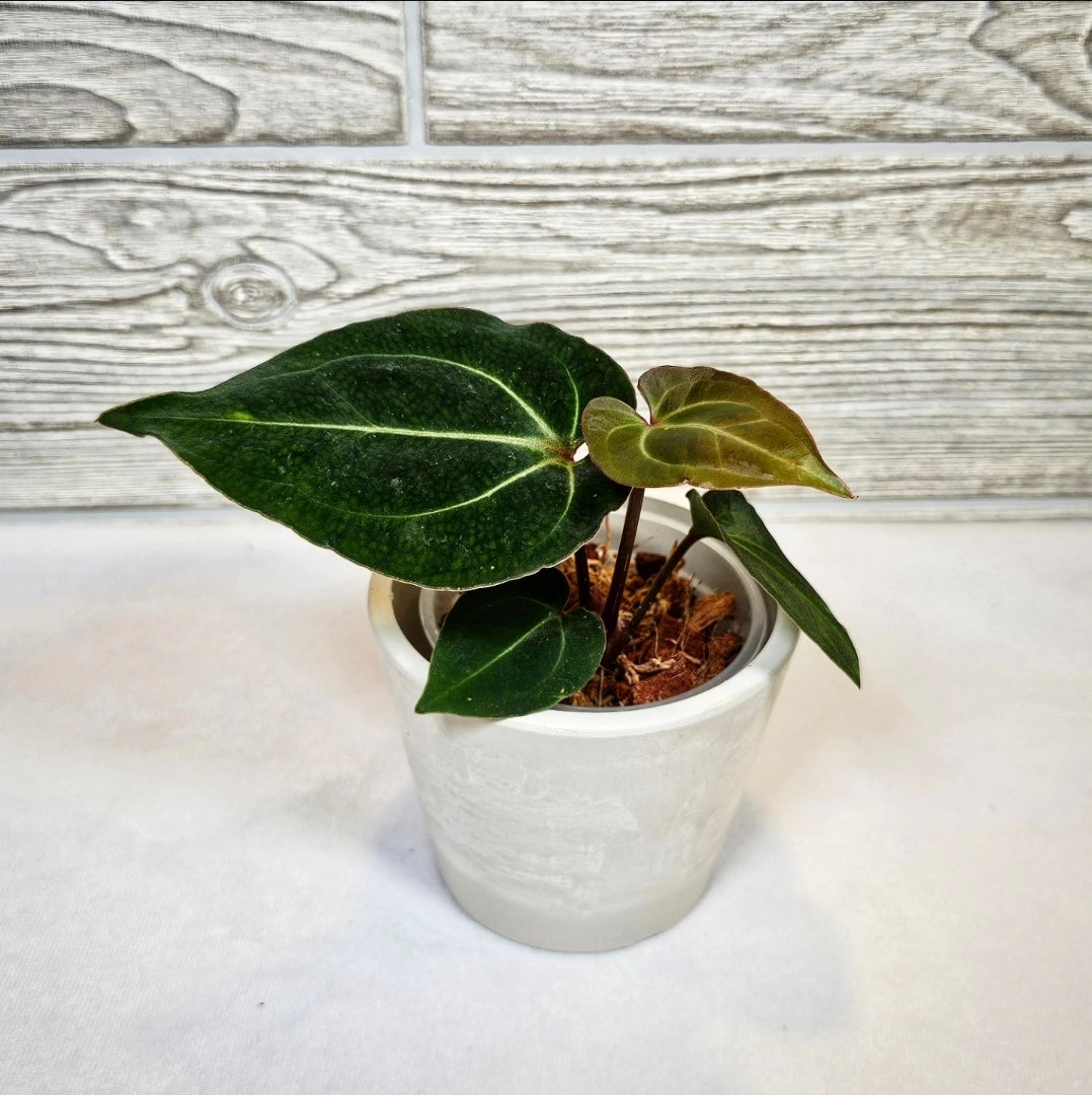 Anthurium Besseae Aff (102)