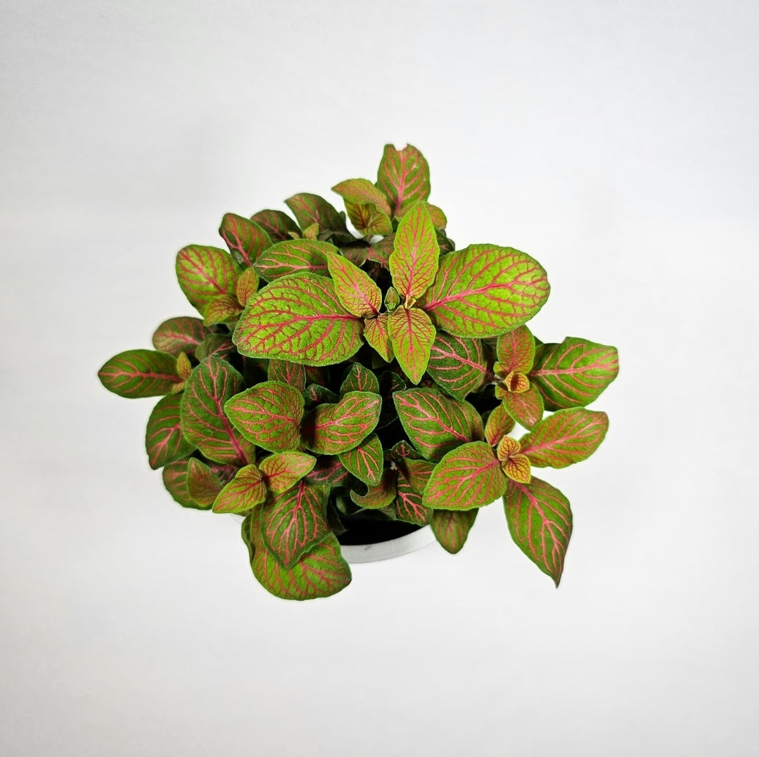 Fittonia Skeleton 4"