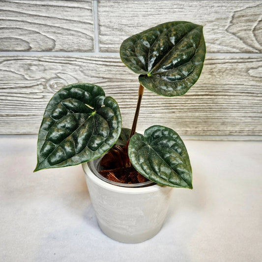 Anthurium Luxurians (130)