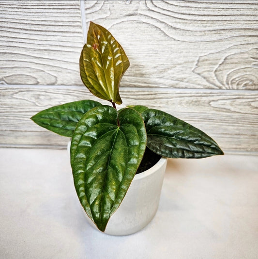 Anthurium Radicans x Luxurians 4"