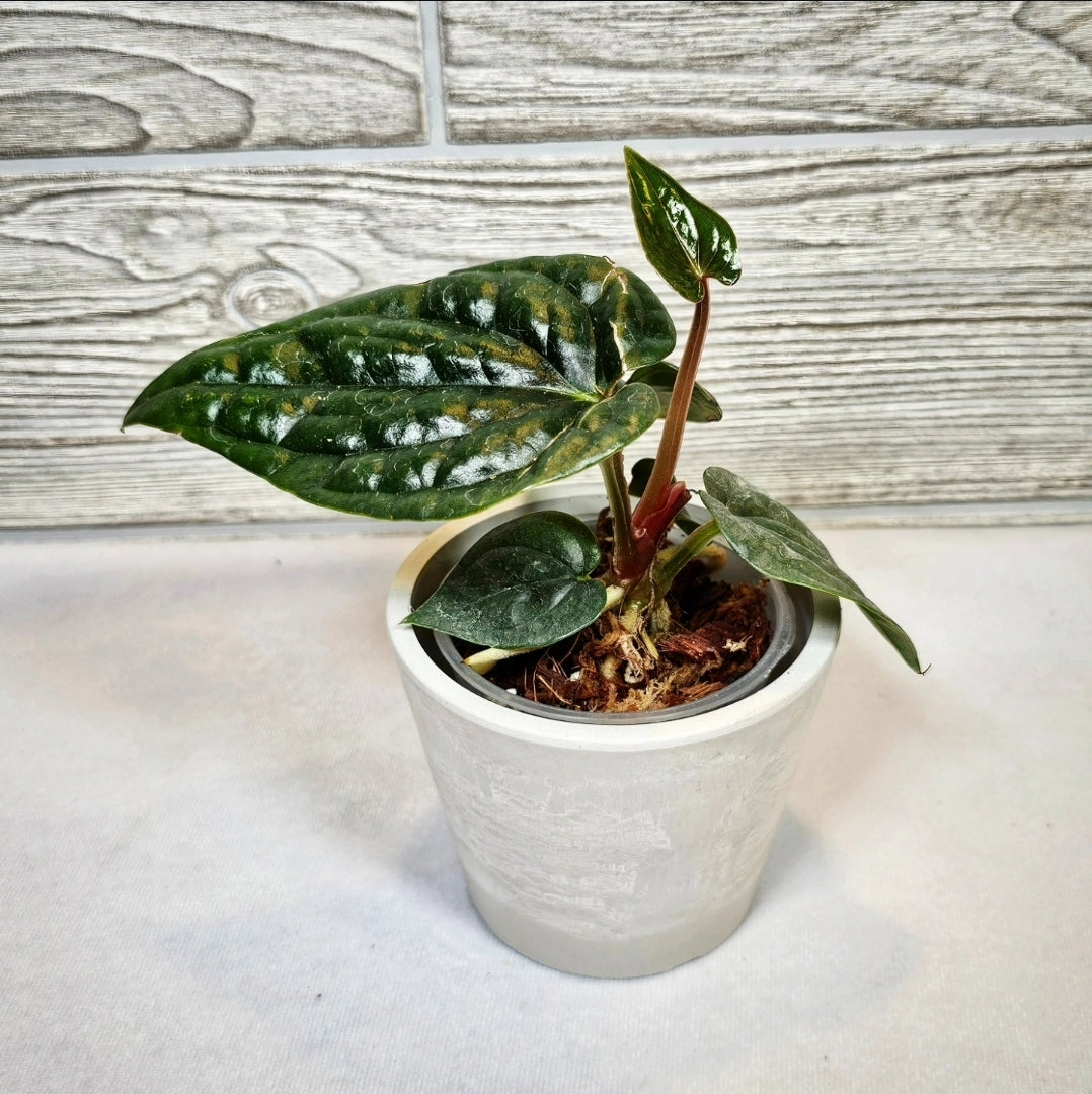 Anthurium Luxurians (037)