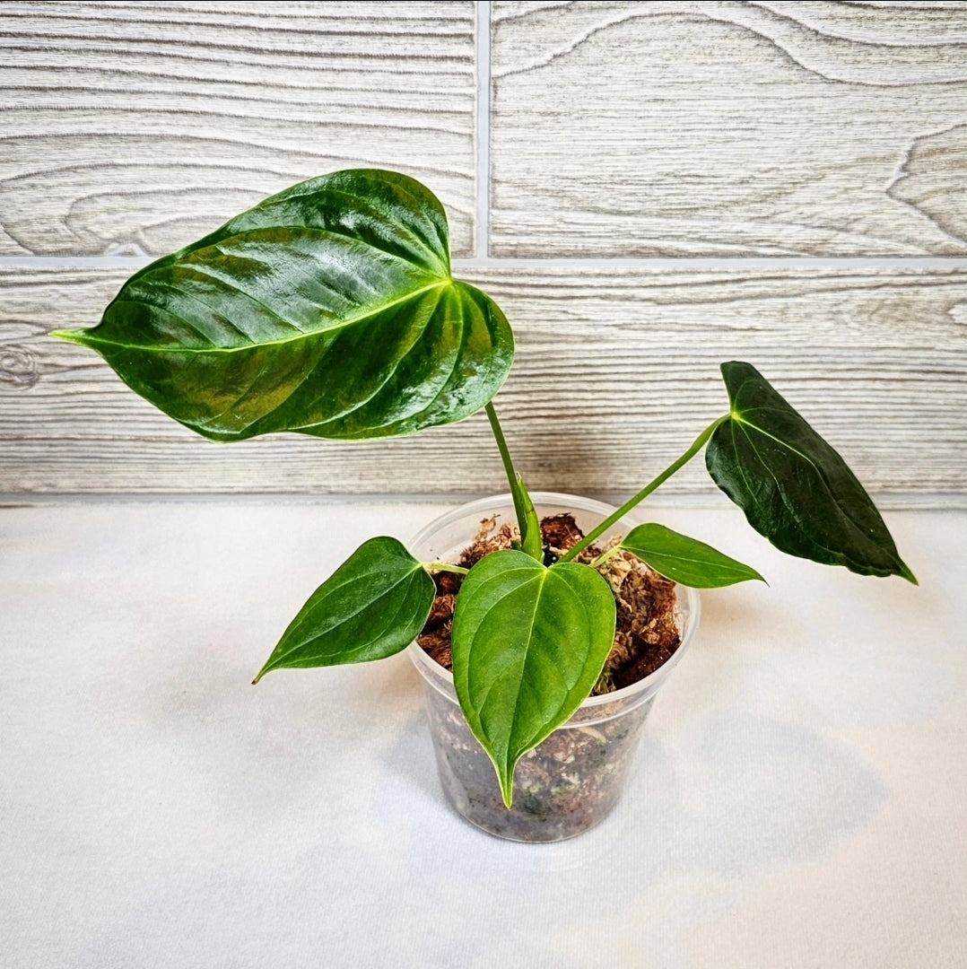 Anthurium Esmeraldense 4" (090)