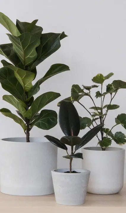 3"/4"/6" Signature Stone Planter Pot Set