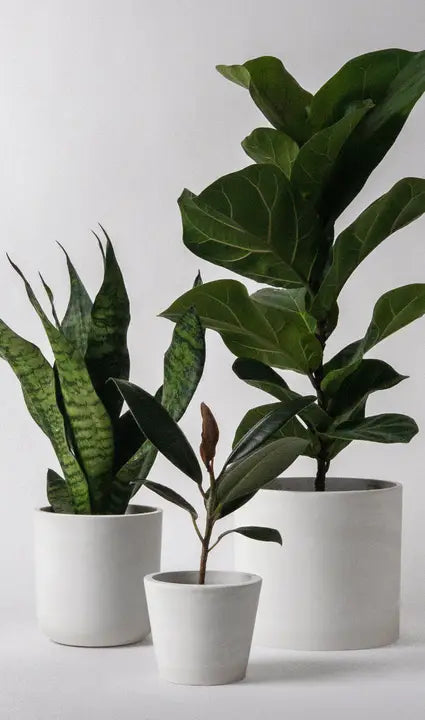 3"/4"/6" Signature Stone Planter Pot Set