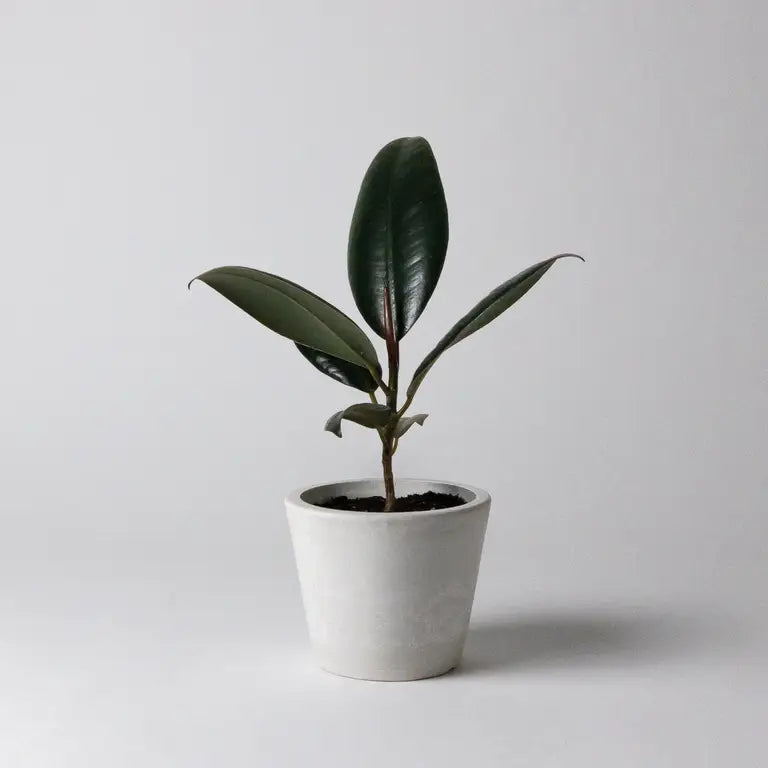 3" Signature Stone Planter Pot