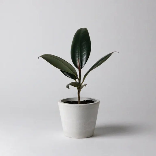 3" Signature Stone Planter Pot