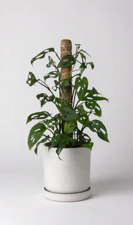 4" Signature Stone Planter Pot & Saucer