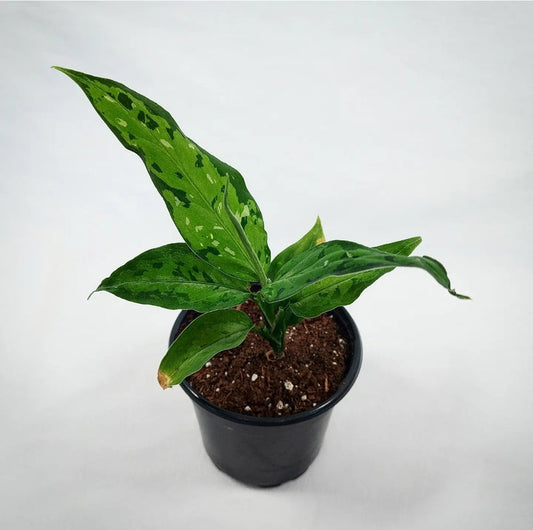 Aglaonema Pictum Tricolor 'Peacock' 4"