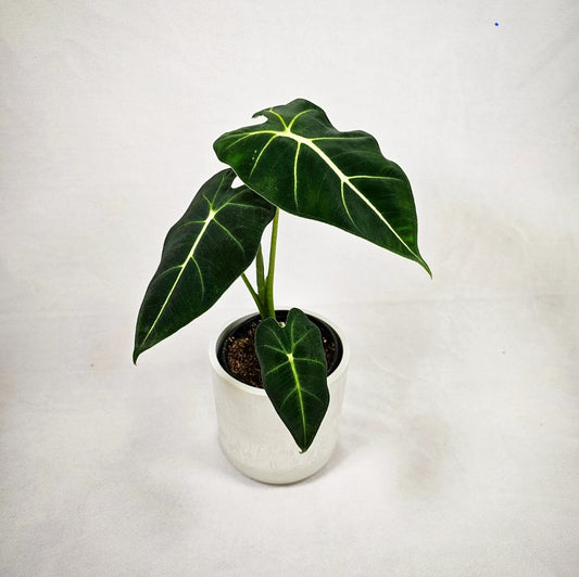 Alocasia Frydek 4"