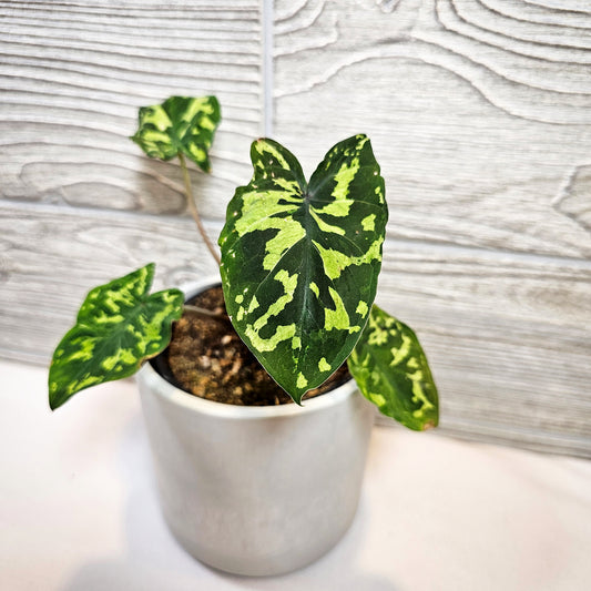 Alocasia Hilo Beauty 4"