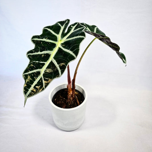 Alocasia Polly 4"