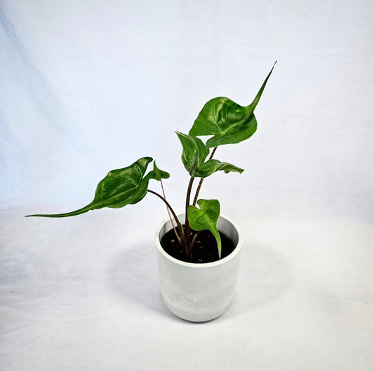 Alocasia Stingray 4"