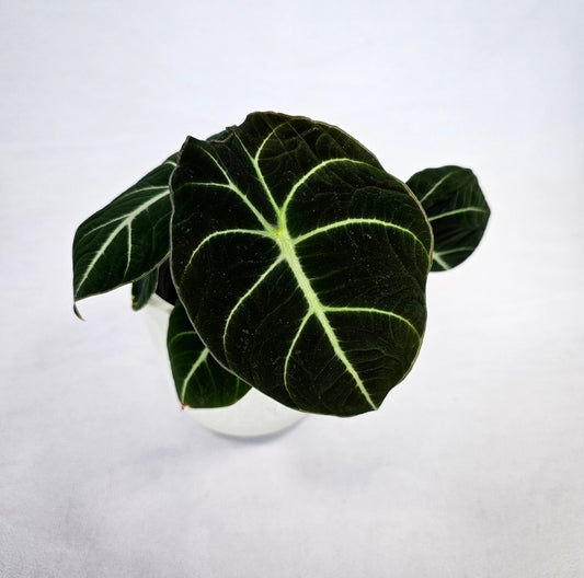 Alocasia Black Velvet 4"