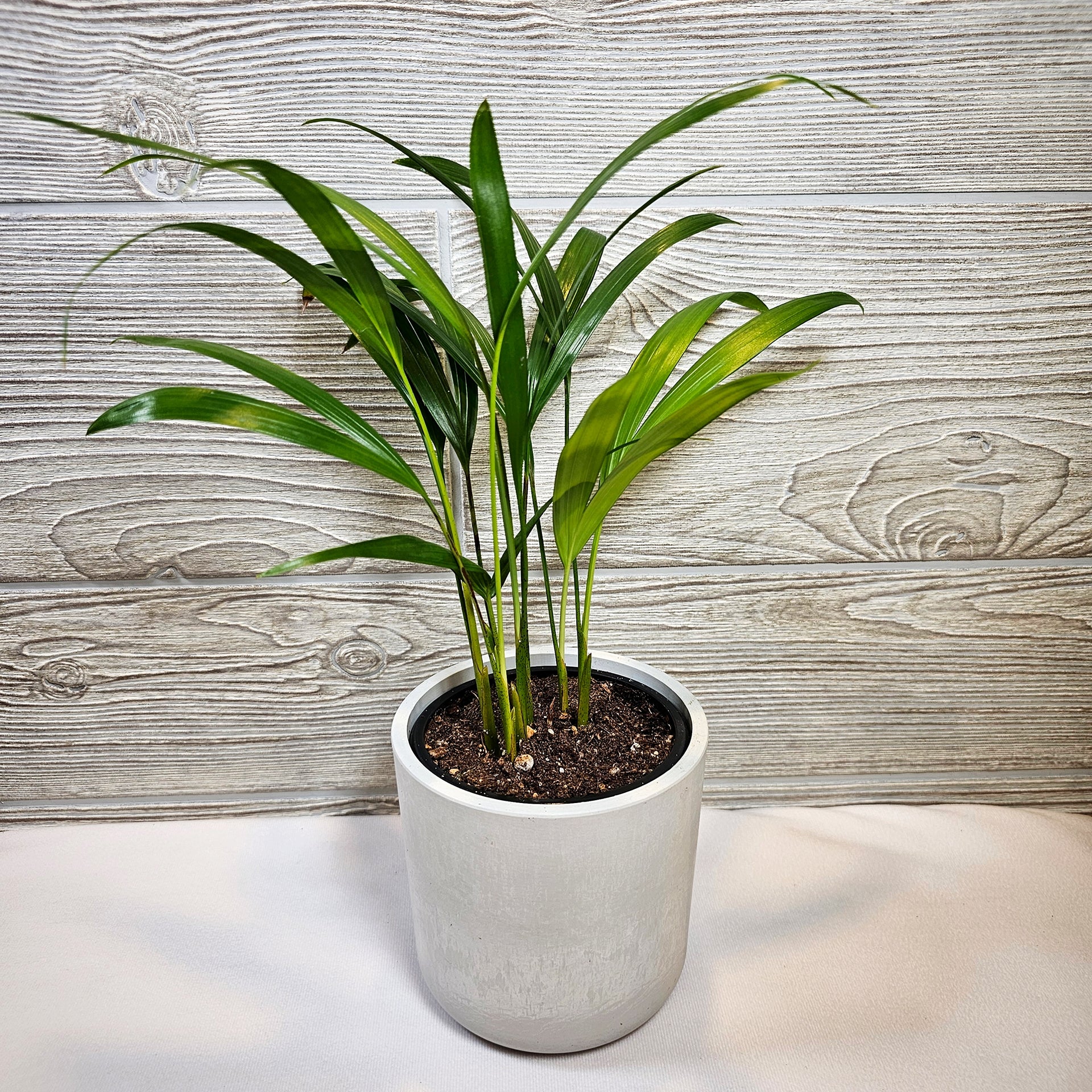 areca palm for sale canada Areca Palm 4