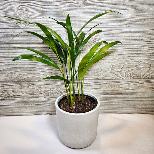 Areca Palm 4"