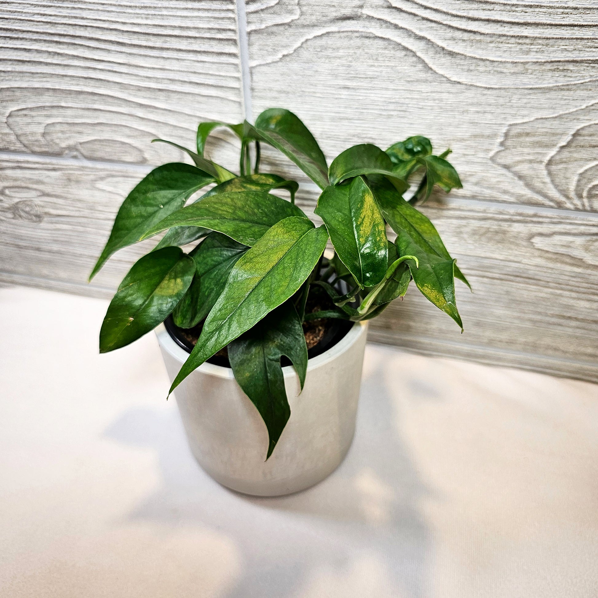 baltic blue pothos for sale Baltic Blue Pothos – Aurorea Inc