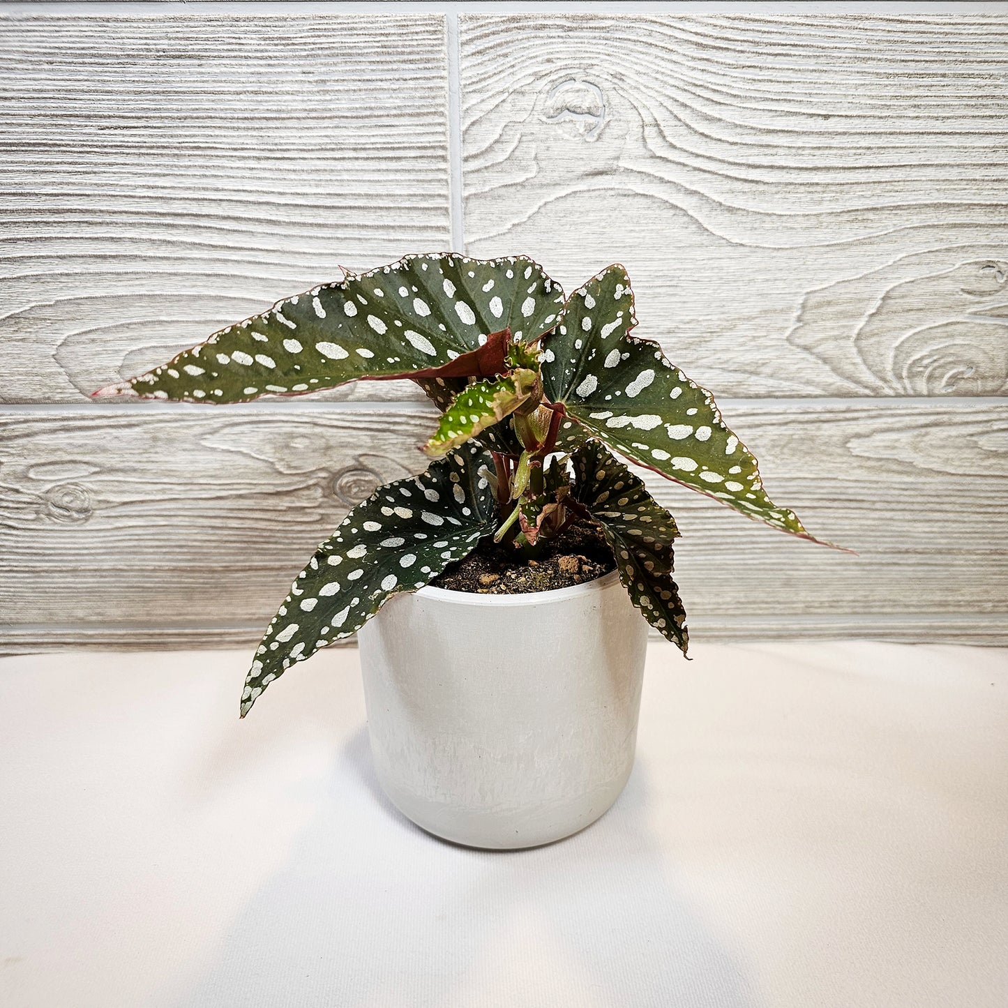 Begonia Maculata 4"