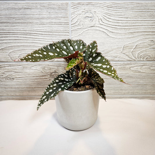 Begonia Maculata 4"