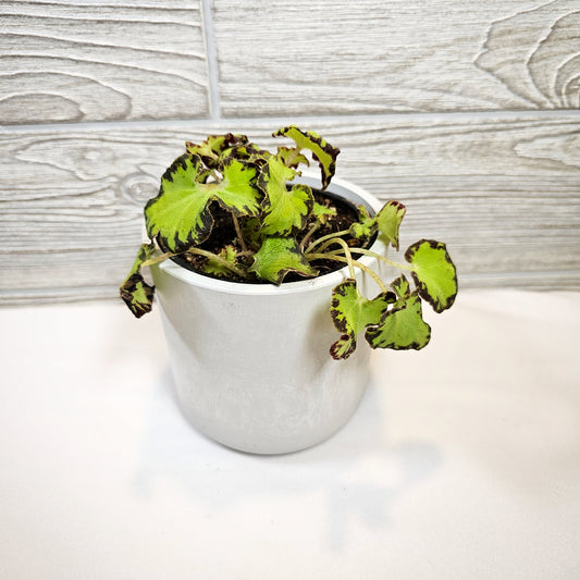 Begonia River Niles 4"