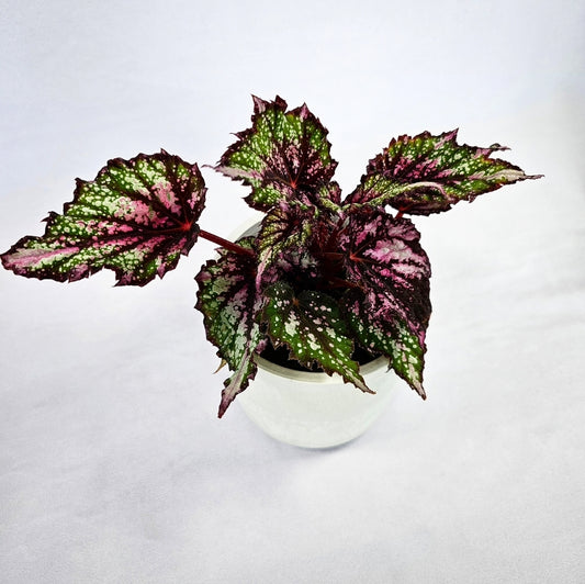 Rex Begonia - 4"