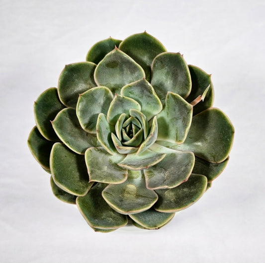 Echeveria Blue Speed 4"