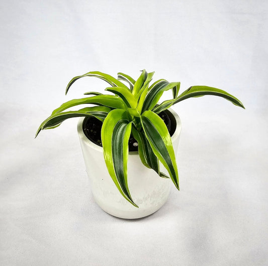 Dracaena Lemon Surprise 4"