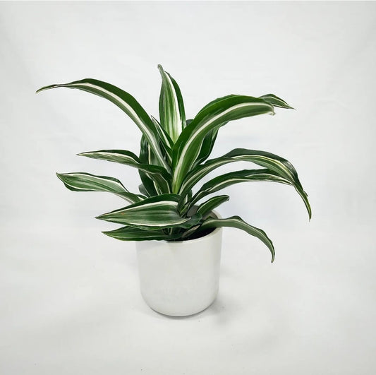 Dracaena Jade Jewel 4"