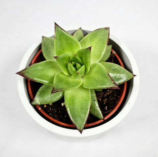 Echeveria Ebony 4"